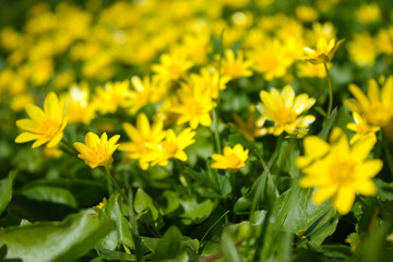 Yellow flowers in the meadow