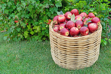 Red apples in a wicker basket on green grass. Autumn harvest of apples.