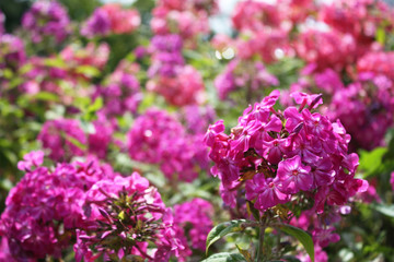 Pink color in the garden