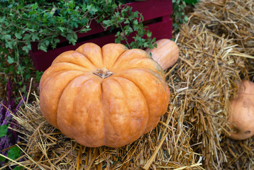 Orange pumpkin on straw bales. Autumn harvest of pumpkins.