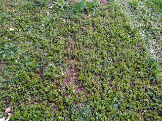Fototapeta na wymiar Green short grass natural background wallpaper texture pattern