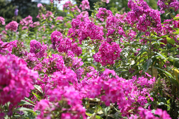 Pink color in the garden