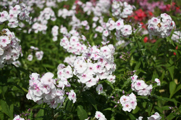 Pink colors in the meadow