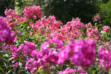 Obraz premium Pink color in the garden