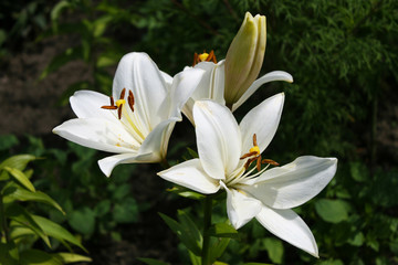 White Lily