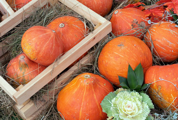 Orange pumpkins in a wooden box. Pumpkins on a straw.