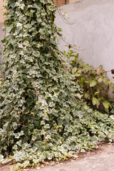 Creeping creeper Hedera Helix Glacier in a landscape design on a