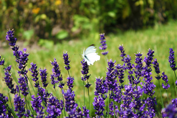 Butterfly on lavender