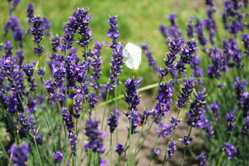 Butterfly on lavender