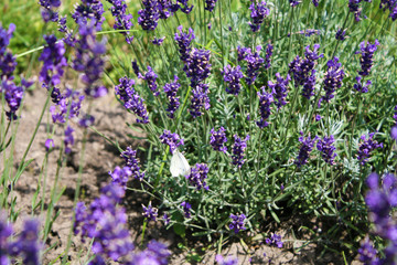 Butterfly on lavender