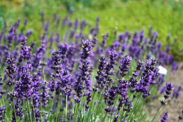 Obraz premium Butterfly on lavender