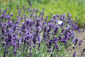 Obraz premium Butterfly on lavender