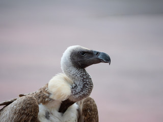 Vulture in a falconry exhibition in a village of castilla and leon Spain