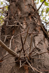 Sharp thorns on a trunk of a common gleditsia tree (lat.Gleditsi