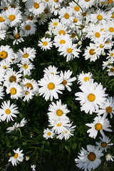 Daisies in the garden