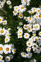 Fototapeta premium Daisies in the garden