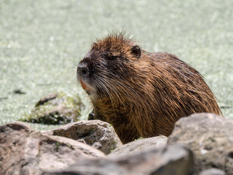 A coypu (myocastor coypus) sits on the rocks by the water's edge