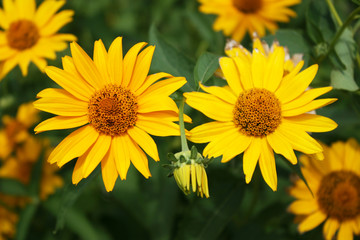 Yellow flowers in the garden