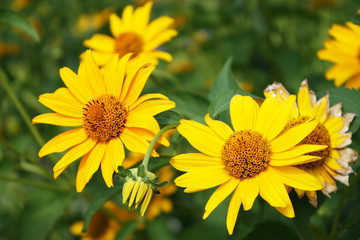 Yellow flowers in the garden