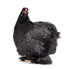 Black Brahma chicken on white background