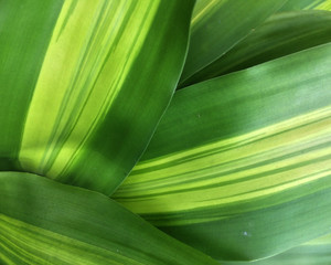  Lush foliage, patterned according to vegetation