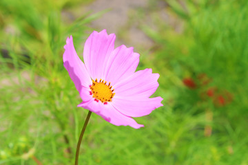 Pink flowers in the garden