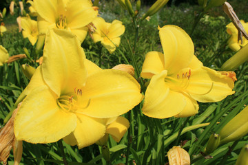 Obraz premium Yellow lily