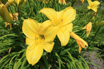 Yellow lily
