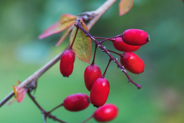 Bright red berries of barberry on a branch with autumn leaves on a blurry green background on a cloudy day