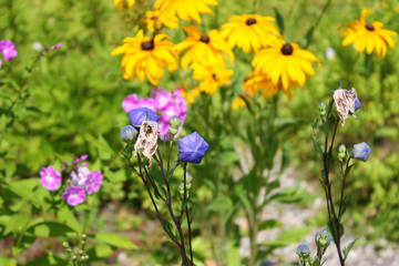 Flowers in the meadow