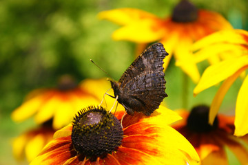 Butterfly on a flower