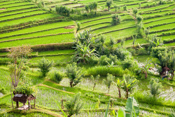 Rice fields in the neighbourhood of Tirta Gangga, Bali, Kabupaten Karangasem, IDN