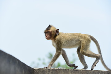 Obraz premium Monkey family has a monkey mother and a cute monkey baby.Monkey eating food that tourists throwMonkey is playing and staring