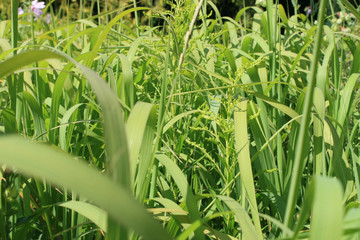 Obraz premium Green plants