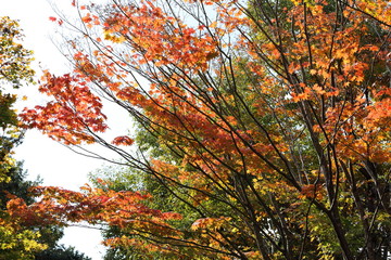 紅葉の風景