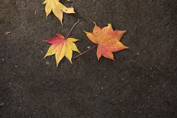 紅葉の風景