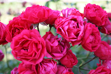 Red roses in the garden