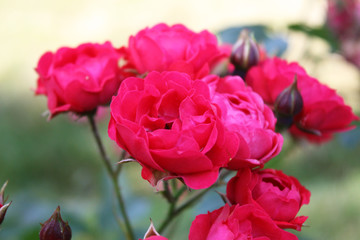 Red roses in the garden
