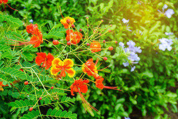 The Flame Tree or Royal Poinciana flower in garden