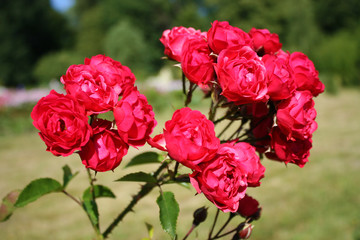 Red roses in the garden