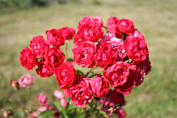 Red roses in the garden