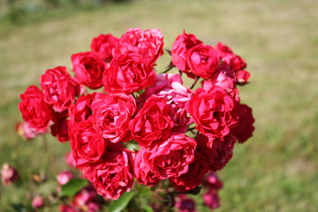Red roses in the garden