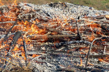 Burning wood in huge bonfire. Natural background of fire and ashes with copy space