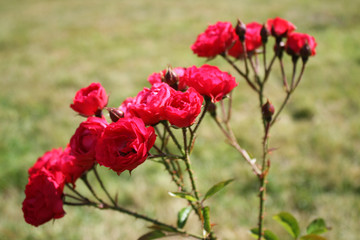 Red roses in the garden