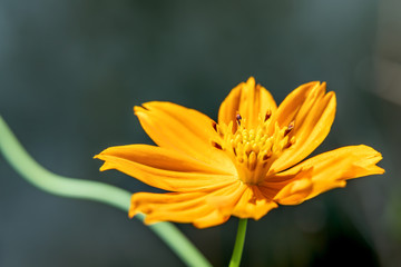 Background macro close up of a bright orange and yellow beautiful flower Sulphur Cosmos.