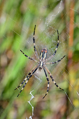 Wespenspinne / Zebraspinne (Argiope bruennichi) - wasp spider
