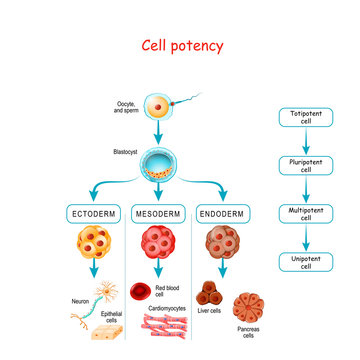 Cell potency. From Totipotent to Pluripotent, Multipotent, and Unipotent cell