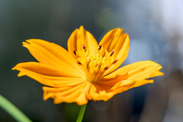 Background macro close up of a bright orange and yellow beautiful flower Sulphur Cosmos.