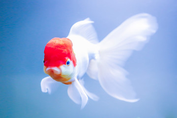 Oranda red cap Goldfish poisson rouge