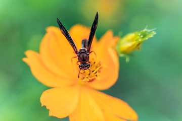 Background macro close up of a bright orange and yellow beautiful flower Sulphur Cosmos.